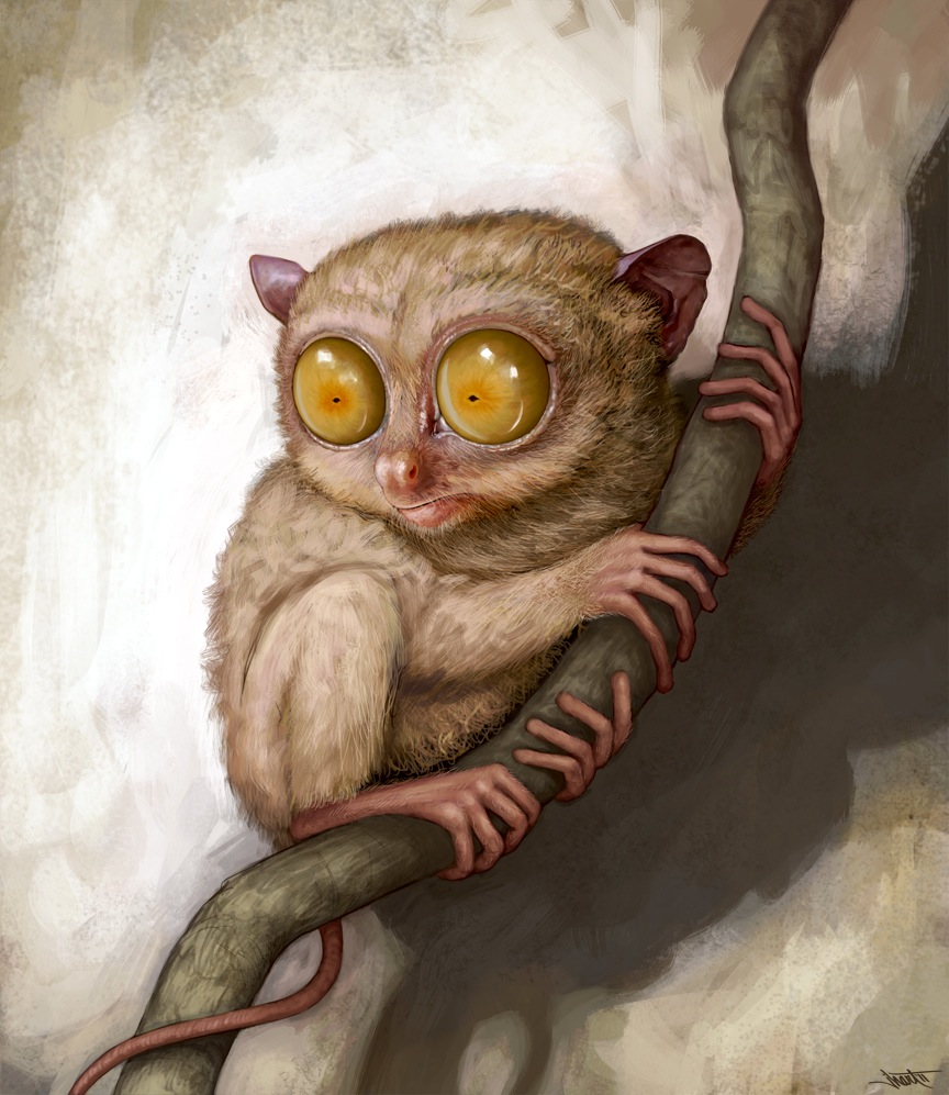 Tarsier