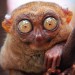 tarsier_nocturnal_animals